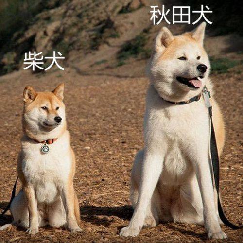 日本秋田犬面临灭绝 只因不如小型狗可爱和饲养不便
