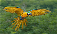 蓝黄金刚鹦鹉脸上长红点 咬毛症的介绍及防治