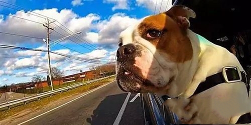 如何带狗坐车 训练狗不晕车方法