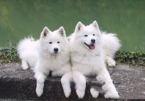 萨摩耶犬常见病 萨摩耶犬容易患的三种疾病