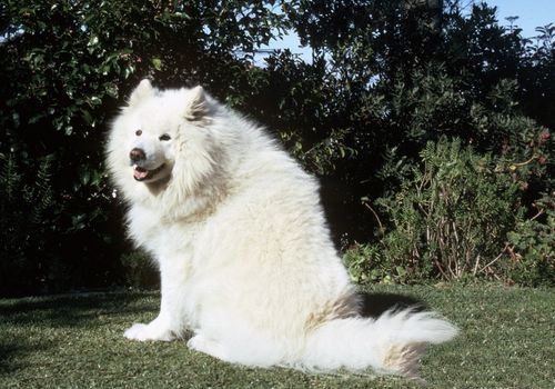 萨摩耶犬常见病 萨摩耶犬容易患的三种疾病