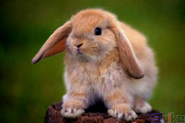 荷兰垂耳兔